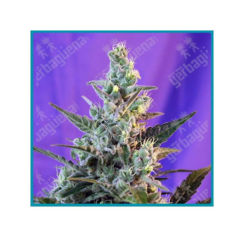 Sweet skunk automatica de Sweet seeds Sweet skunk automatica de Sweet seeds