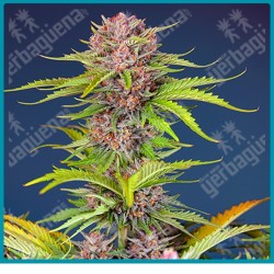 Mimosa bruce banner XL automatica de Sweet seeds