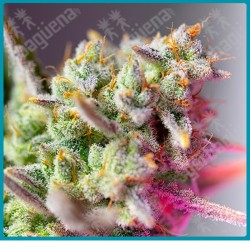 Sweet mimosa XL automatica de Sweet seeds
