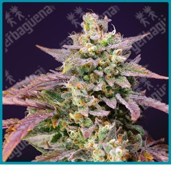 Purple punch og XL automatica de Sweet seeds