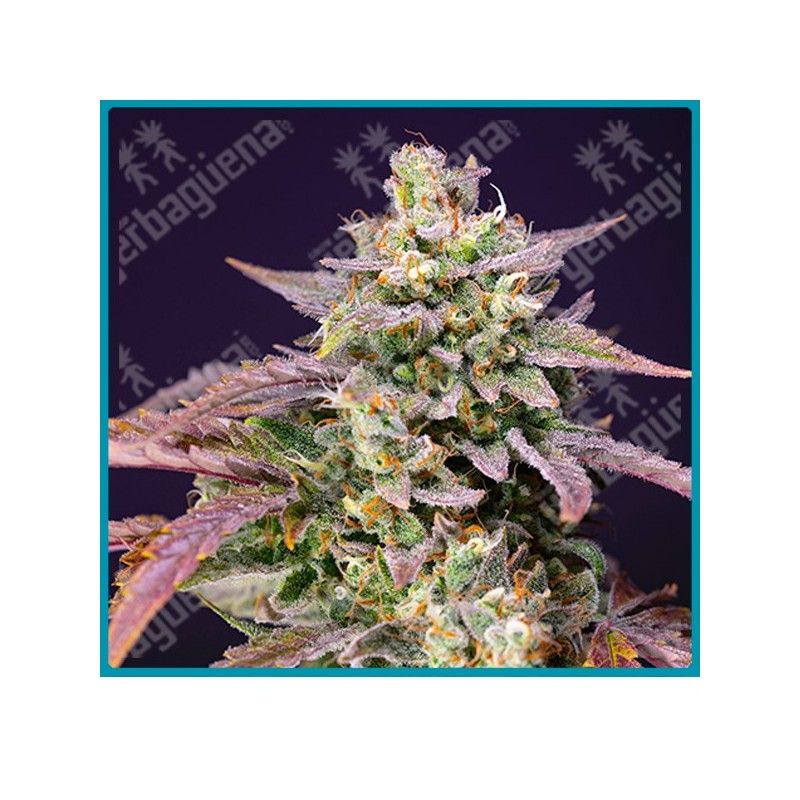 Purple punch og XL automatica de Sweet seeds Purple punch og XL automatica de Sweet seeds