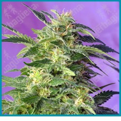 Killer kush automatica de Sweet seeds