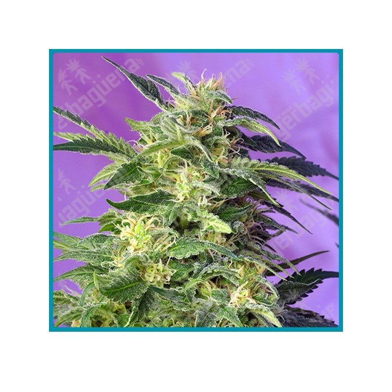 Killer kush automatica de Sweet seeds Killer kush automatica de Sweet seeds
