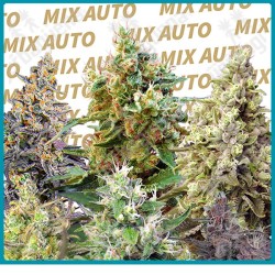 Sweet mix autoflorecientes de Sweet seeds