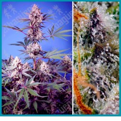 Mental Rainbow F1 fast version de Sweet seeds