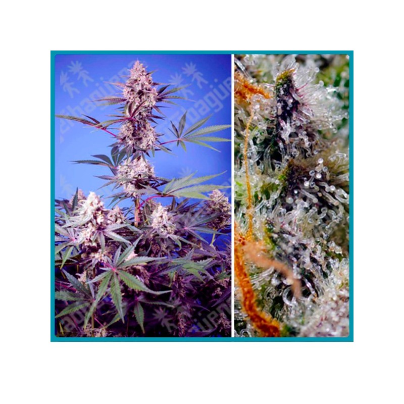 Mental Rainbow F1 fast version de Sweet seeds Mental Rainbow F1 fast version de Sweet seeds