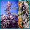 Mental Rainbow F1 fast version de Sweet seeds