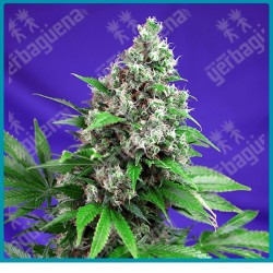 Killer kush F1 fast version de Sweet seeds