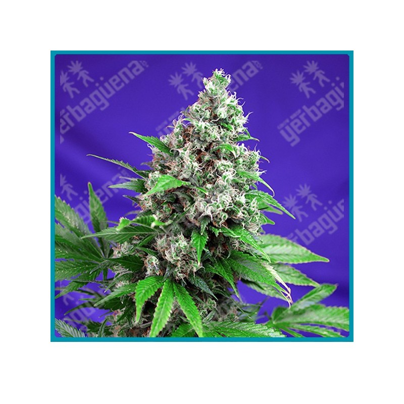 Killer kush F1 fast version de Sweet seeds Killer kush F1 fast version de Sweet seeds