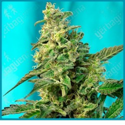 Green poison F1 fast version de Sweet seeds