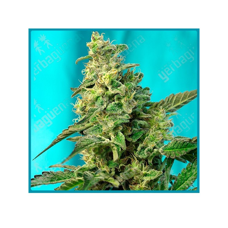 Green poison F1 fast version de Sweet seeds Green poison F1 fast version de Sweet seeds