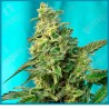 Green poison F1 fast version de Sweet seeds
