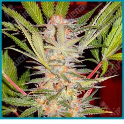Sweet Afgani Delicious F1 fast version de Sweet seeds