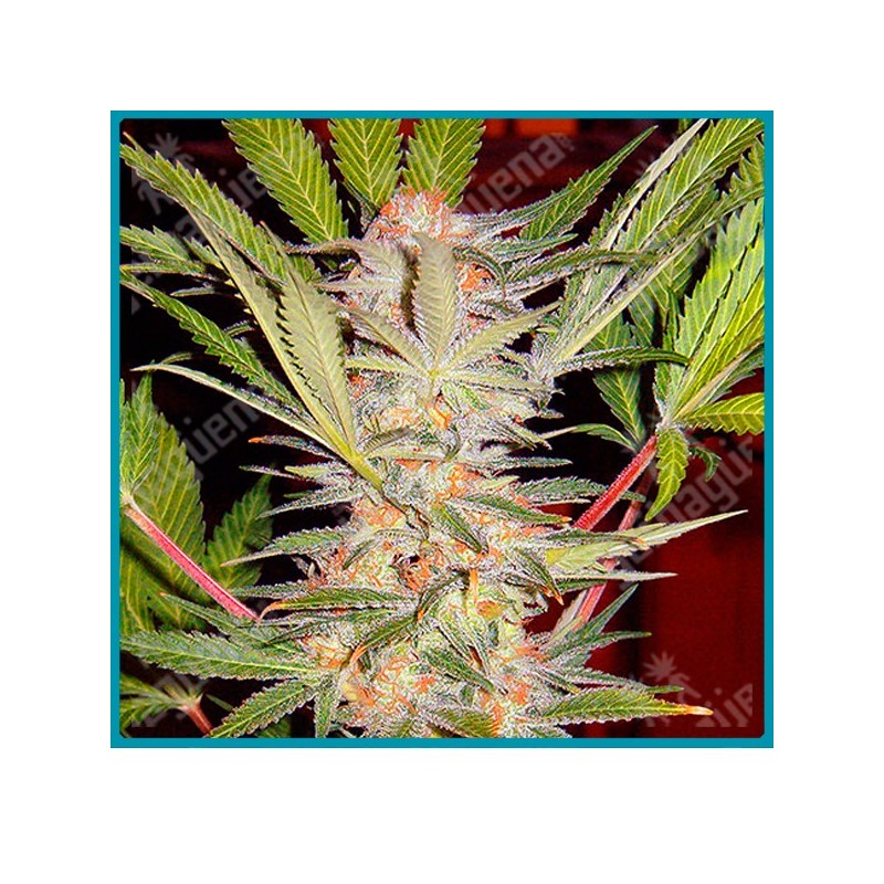 Sweet Afgani Delicious F1 fast version de Sweet seeds Sweet Afgani Delicious F1 fast version de Sweet seeds