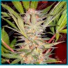 Sweet Afgani Delicious F1 fast version de Sweet seeds