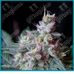 Cream caramel F1 fast version de Sweet seeds