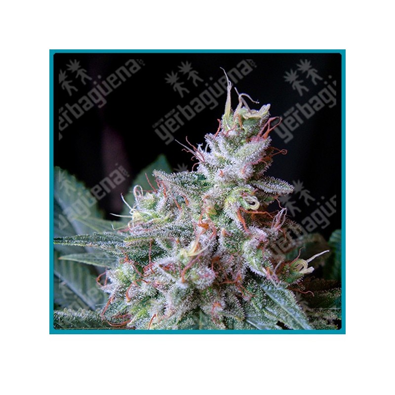 Cream caramel F1 fast version de Sweet seeds Cream caramel F1 fast version de Sweet seeds