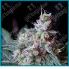 Cream caramel F1 fast version de Sweet seeds