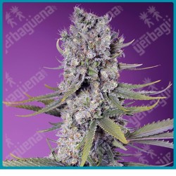 Papaya zoap F1 fast version de Sweet seeds