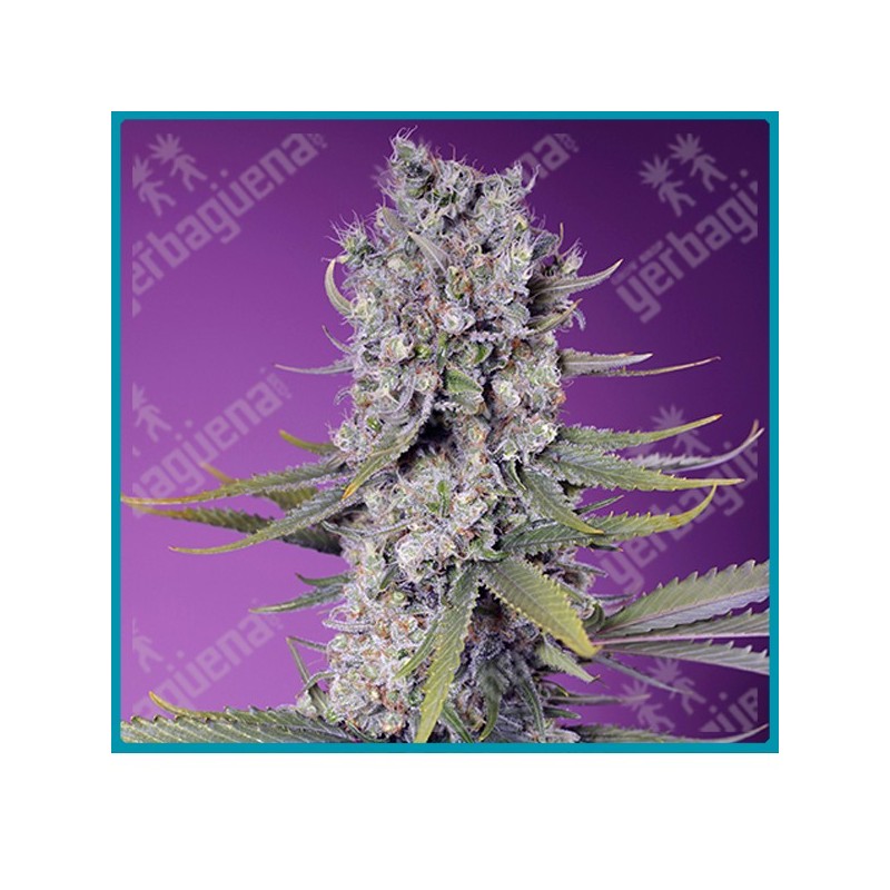 Papaya zoap F1 fast version de Sweet seeds Papaya zoap F1 fast version de Sweet seeds