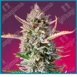 Gorilla sherbet F1 fast version de Sweet seeds