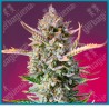 Gorilla sherbet F1 fast version de Sweet seeds