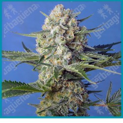 Crystal candy F1 fast version de Sweet seeds