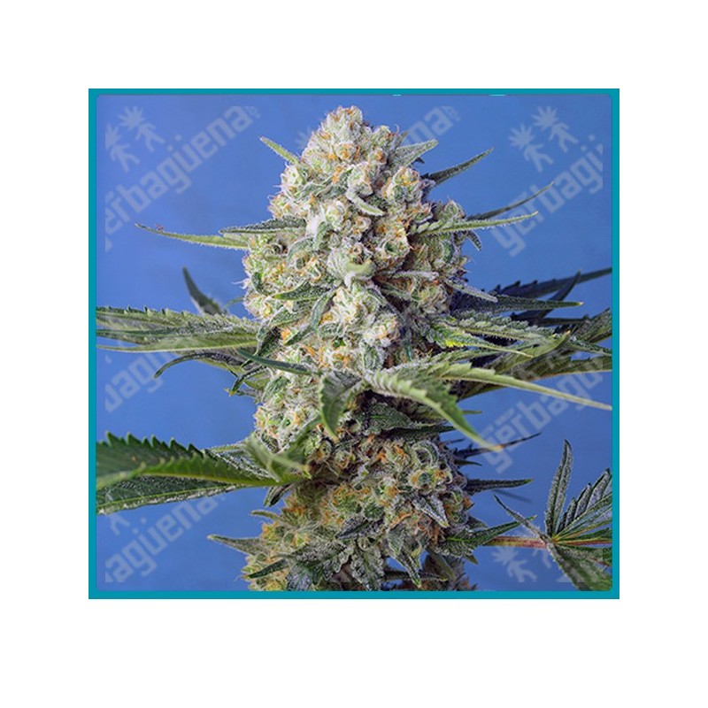 Crystal candy F1 fast version de Sweet seeds Crystal candy F1 fast version de Sweet seeds