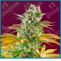 Gorilla girl F1 fast version de Sweet seeds