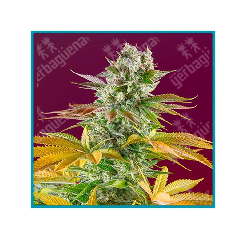Gorilla girl F1 fast version de Sweet seeds Gorilla girl F1 fast version de Sweet seeds
