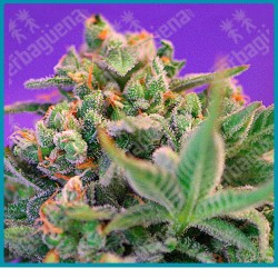 Sweet cheese F1 fast version de Sweet seeds