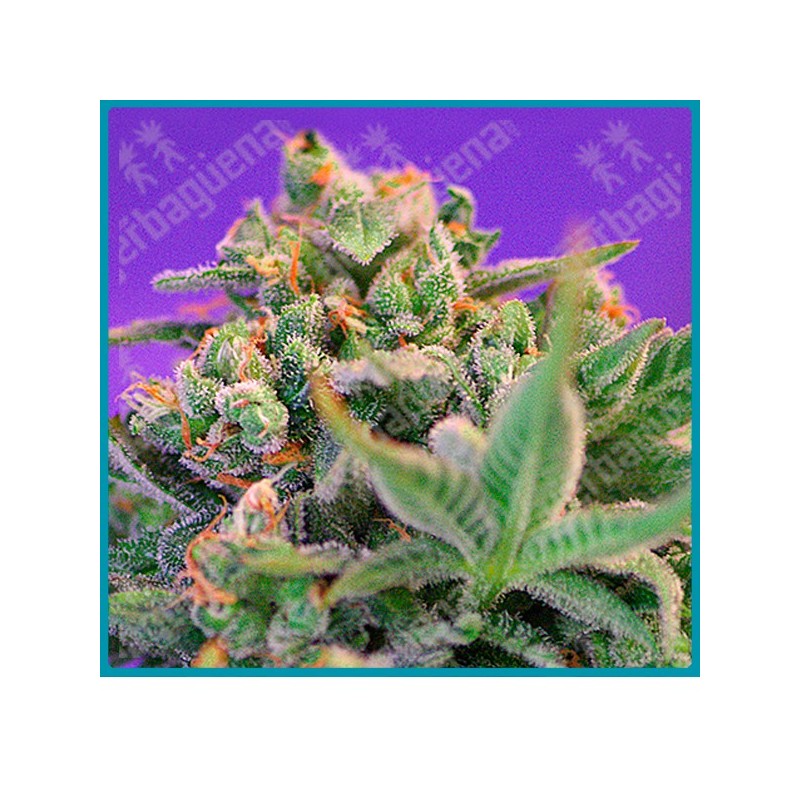 Sweet cheese F1 fast version de Sweet seeds Sweet cheese F1 fast version de Sweet seeds
