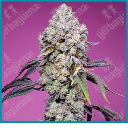 Sweet mandarine zkittlez F1 fast version de Sweet seeds