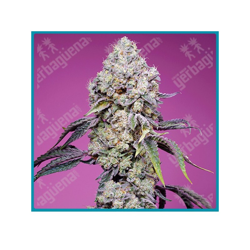 Sweet mandarine zkittlez F1 fast version de Sweet seeds Sweet mandarine zkittlez F1 fast version de Sweet seeds