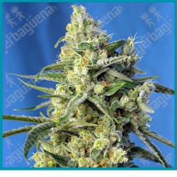 Sweet amnesia haze de Sweet seeds