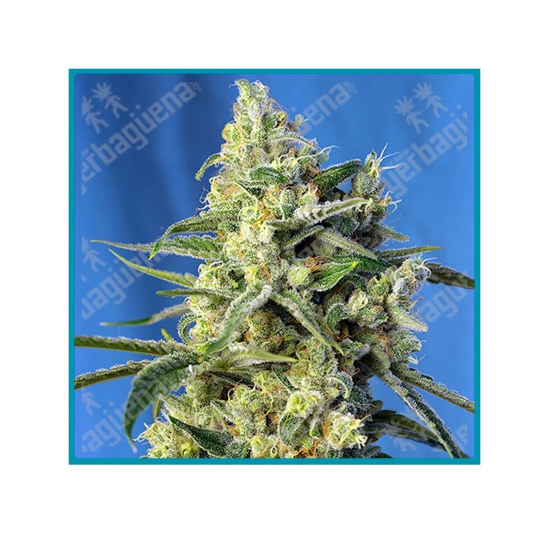 Sweet amnesia haze de Sweet seeds Sweet amnesia haze de Sweet seeds
