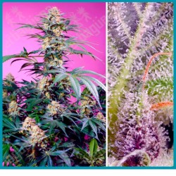 Monster Maker de Sweet seeds