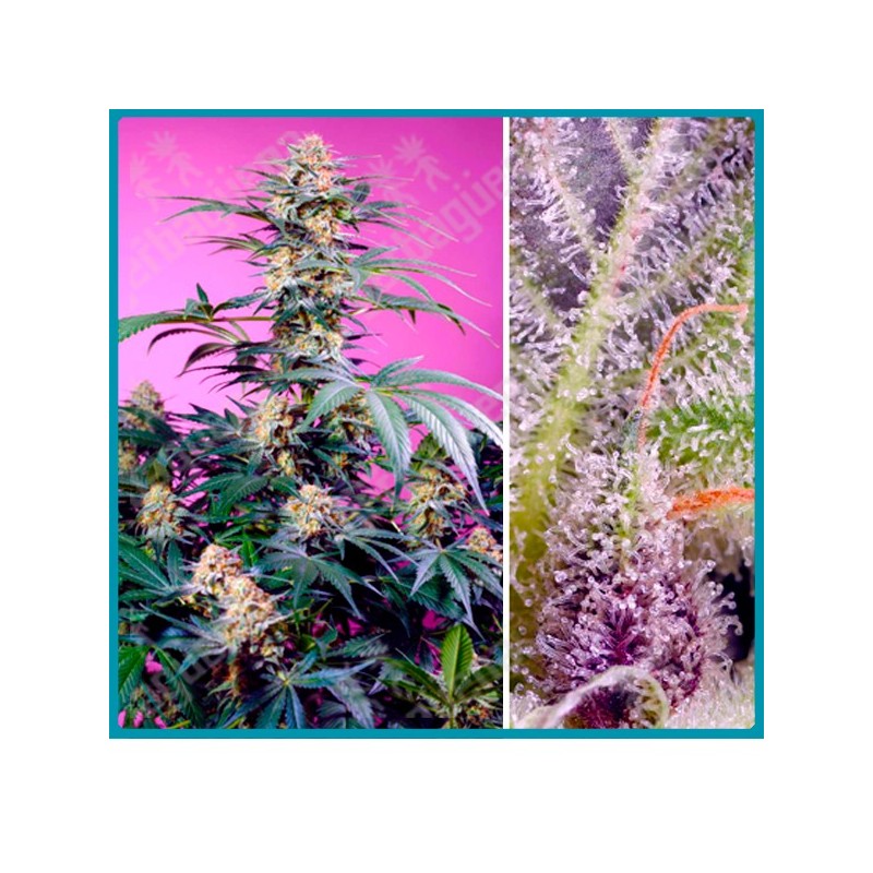 Monster Maker de Sweet seeds Monster Maker de Sweet seeds