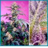 Monster Maker de Sweet seeds