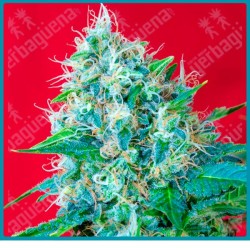 Green Poison de Sweet seeds