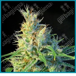 Psicodelicia de Sweet seeds