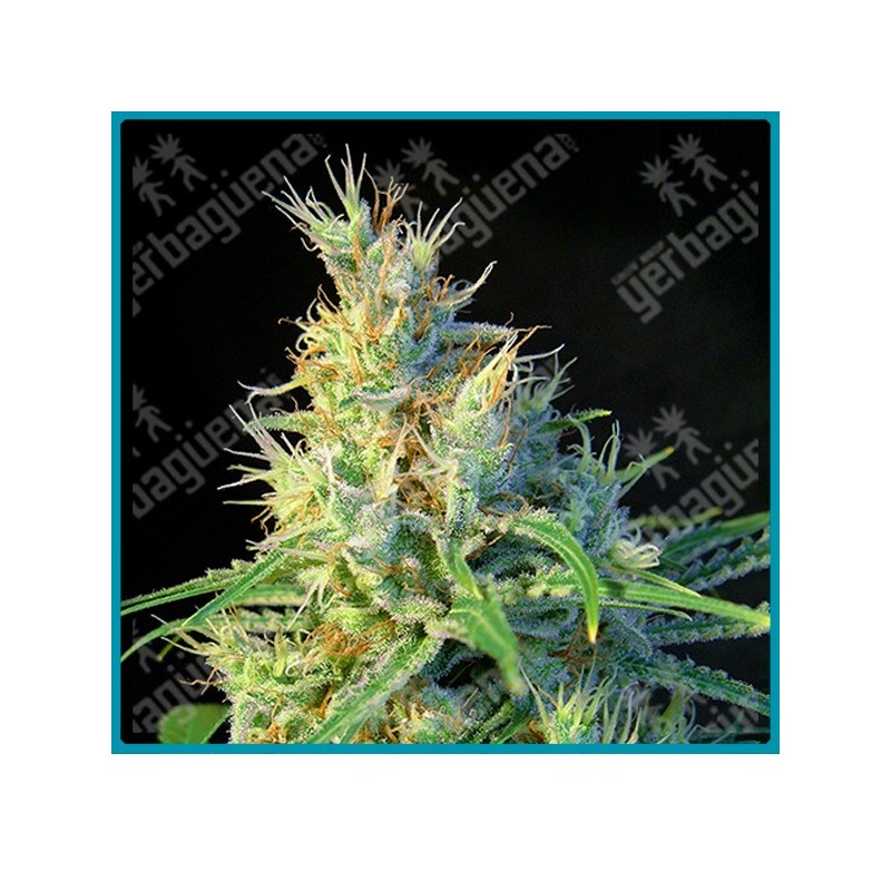 Psicodelicia de Sweet seeds Psicodelicia de Sweet seeds