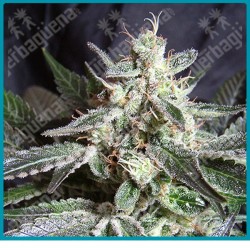 Black Jack de Sweet seeds