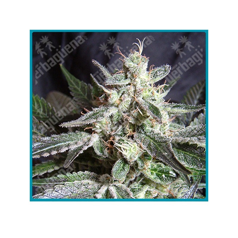 Black Jack de Sweet seeds Black Jack de Sweet seeds