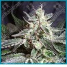 Black Jack de Sweet seeds