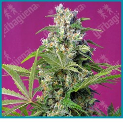 Gorilla girl de Sweet seeds
