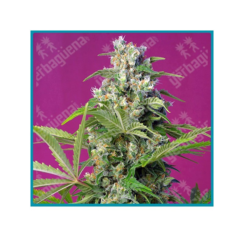 Gorilla girl de Sweet seeds Gorilla girl de Sweet seeds