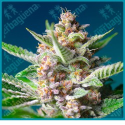 Purple punch og de Sweet seeds