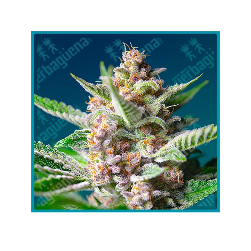 Purple punch og de Sweet seeds Purple punch og de Sweet seeds