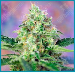 Crystal candy de Sweet seeds